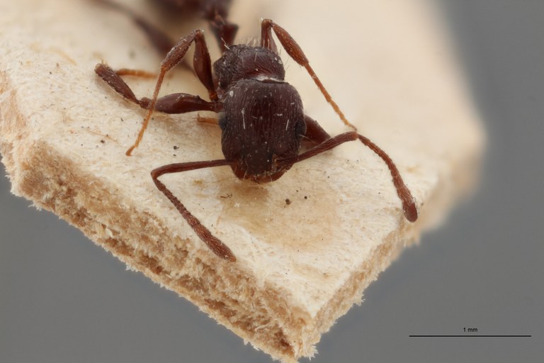 B061 Leptothorax oraniensis Frontal ZS PMax.jpg B061 Leptothorax oraniensis Frontal ZS PMax.jpg