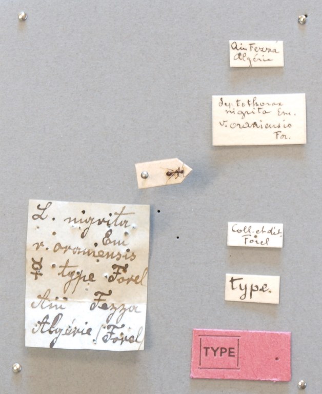 B061 Leptothorax oraniensis Labels.JPG B061 Leptothorax oraniensis Labels.JPG