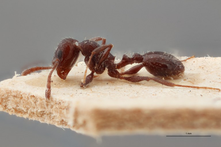 B061 Leptothorax oraniensis Lateral ZS PMax.jpg B061 Leptothorax oraniensis Lateral ZS PMax.jpg