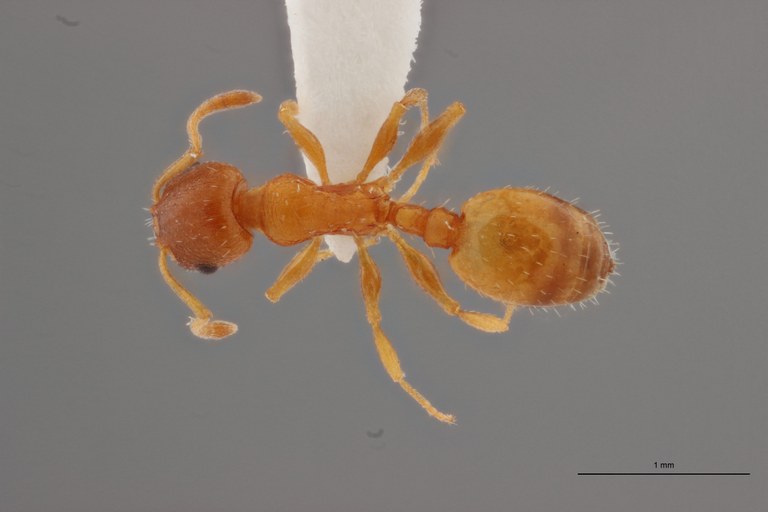 B002 Lepthothorax rabaudi Dorsal ZS PMax.jpg B002 Lepthothorax rabaudi Dorsal ZS PMax.jpg