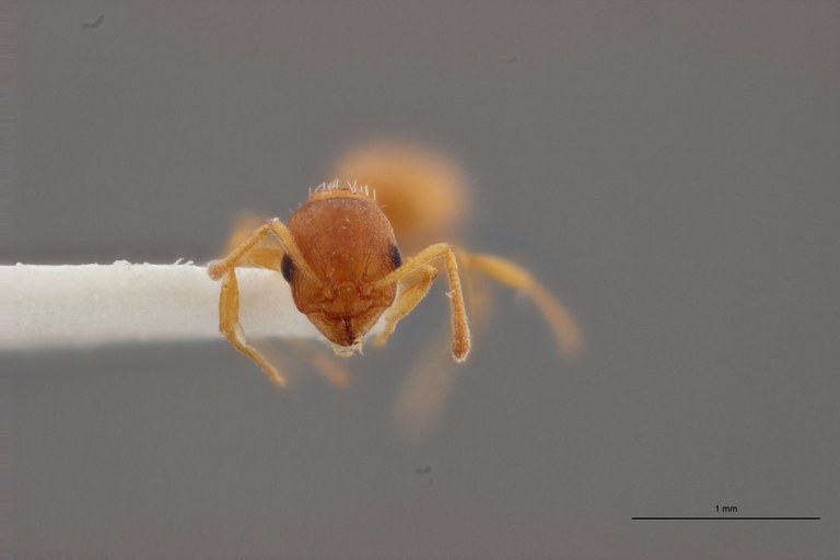 B002 Lepthothorax rabaudi Frontal ZS PMax.jpg B002 Lepthothorax rabaudi Frontal ZS PMax.jpg