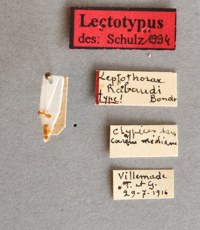 B002 Lepthothorax rabaudi Labels.JPG B002 Lepthothorax rabaudi Labels.JPG