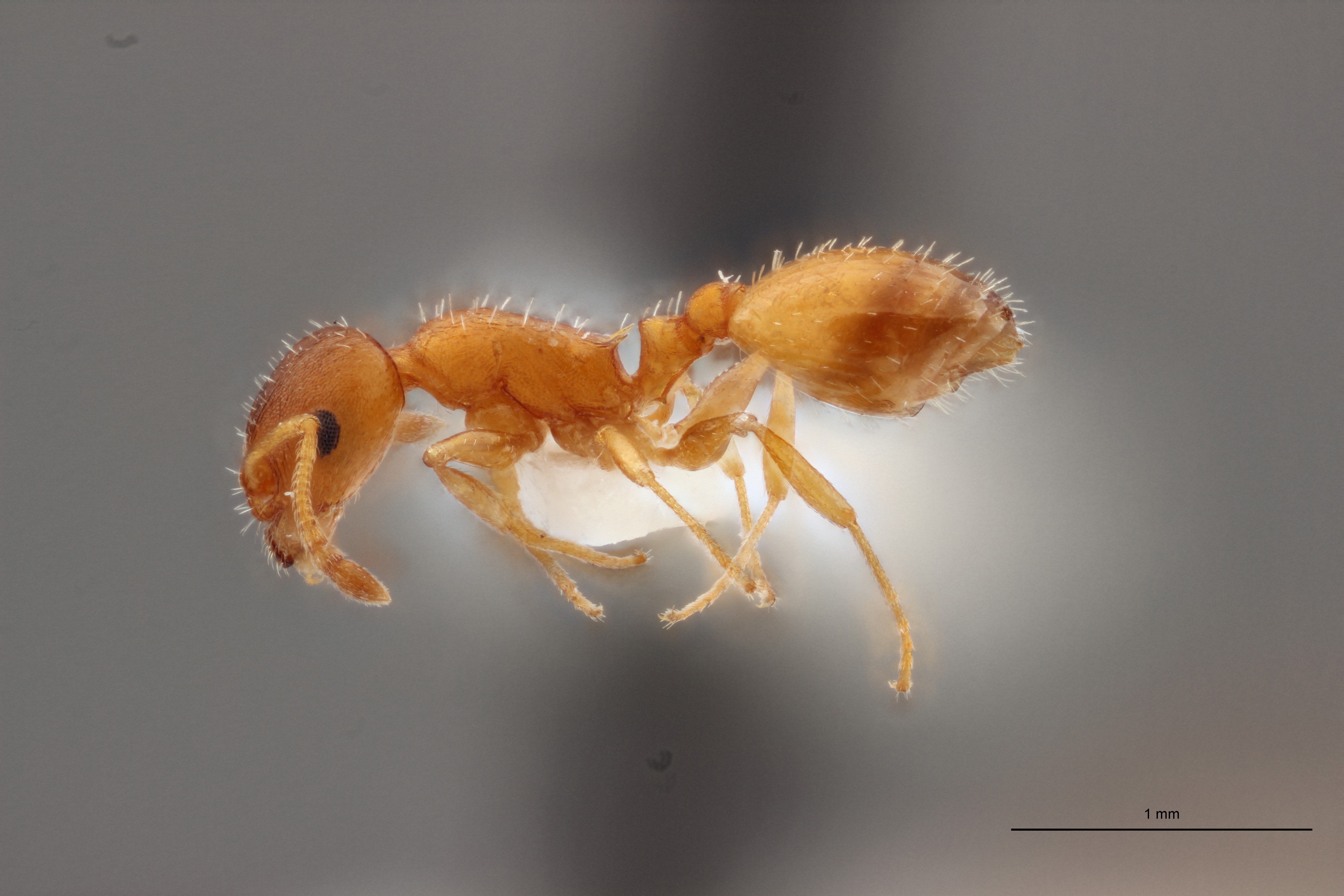 B002 Lepthothorax rabaudi Lateral ZS PMax.jpg