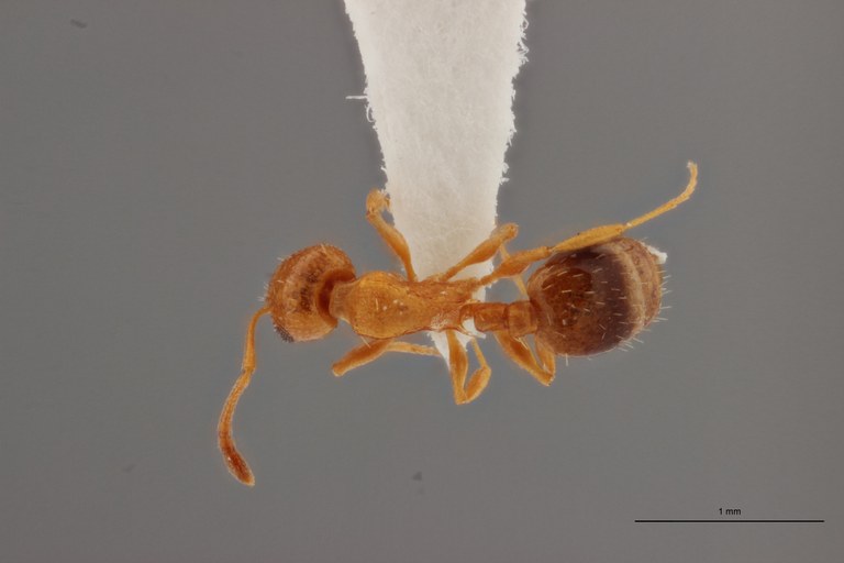 B003 Leptothorax racovitzai Dorsal ZS PMax.jpg B003 Leptothorax racovitzai Dorsal ZS PMax.jpg