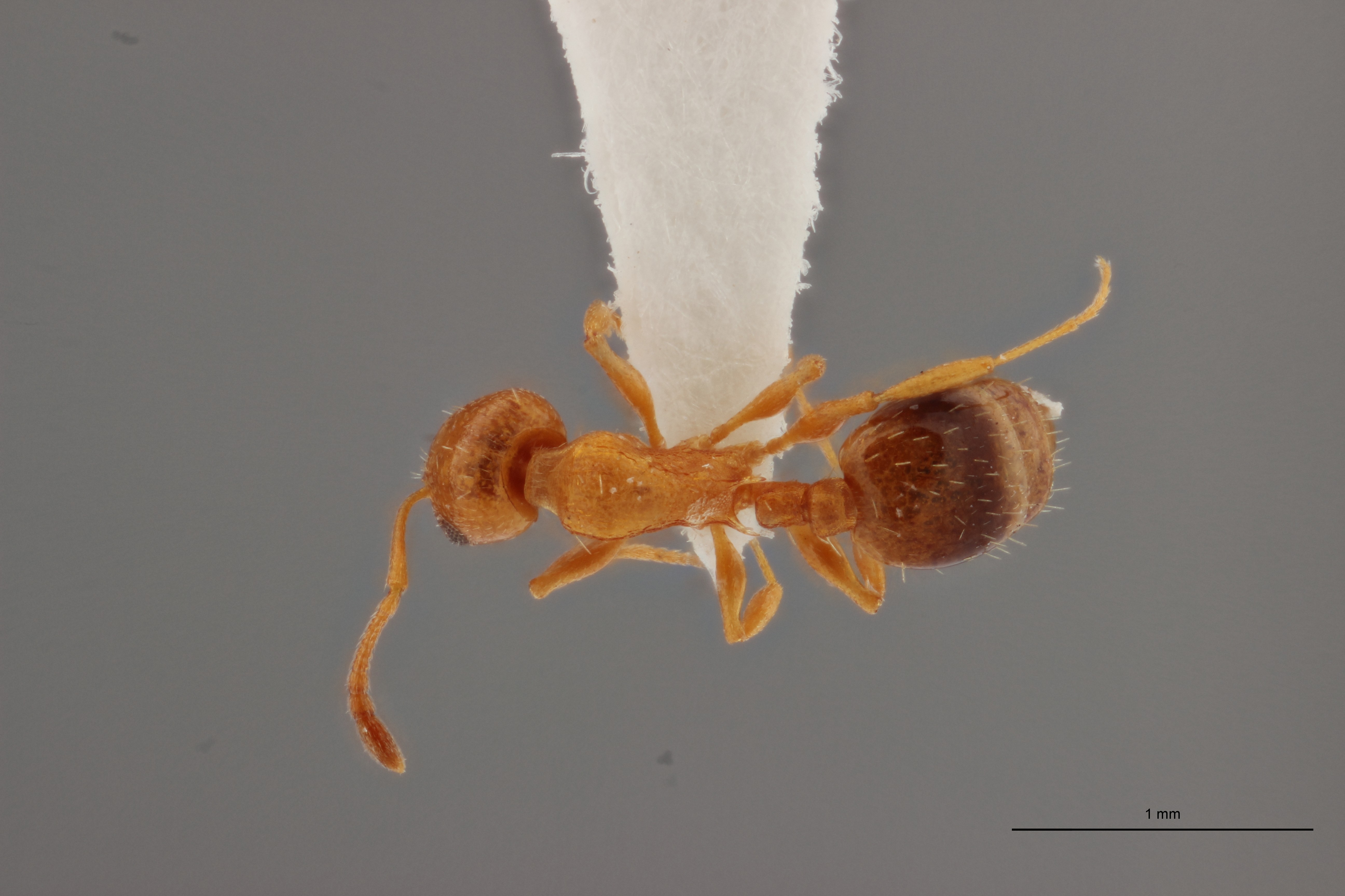 B003 Leptothorax racovitzai Dorsal ZS PMax.jpg