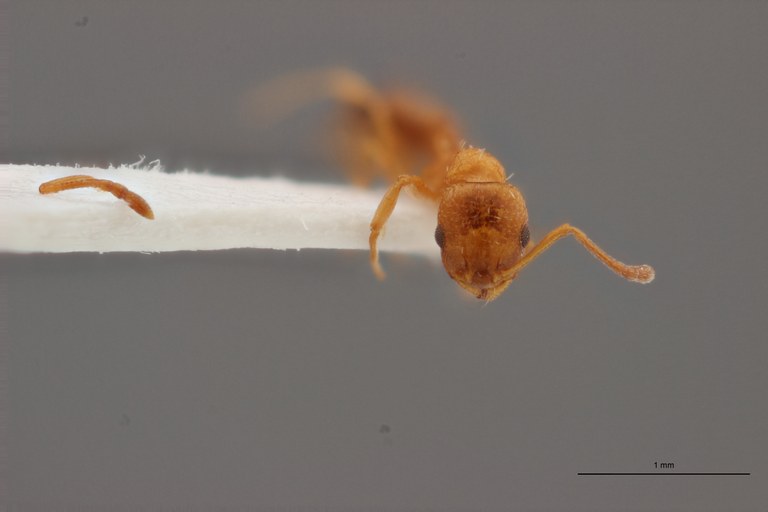 B003 Leptothorax racovitzai Frontal PMax.jpg B003 Leptothorax racovitzai Frontal PMax.jpg