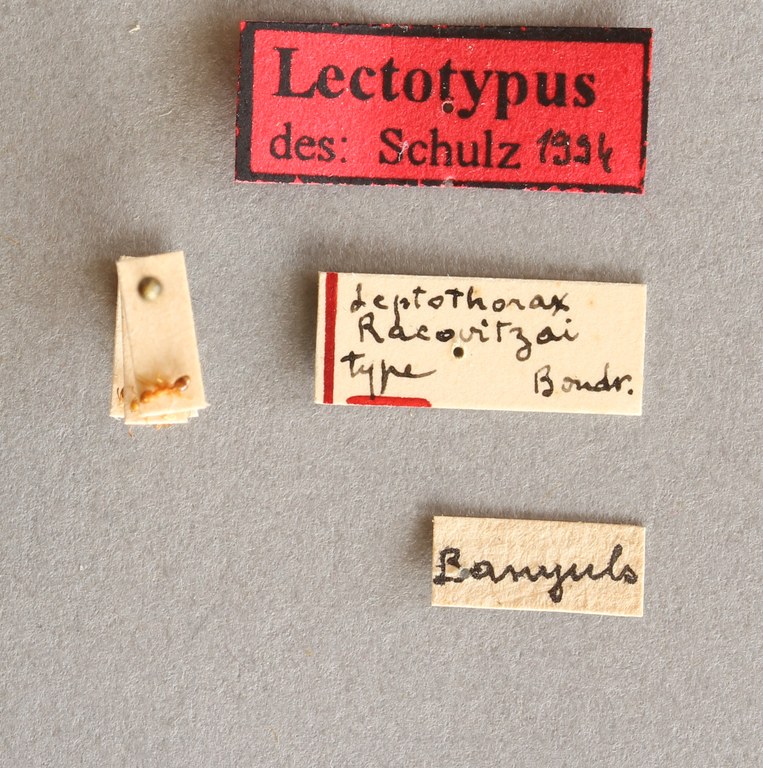 B003 Leptothorax racovitzai Labels.JPG B003 Leptothorax racovitzai Labels.JPG