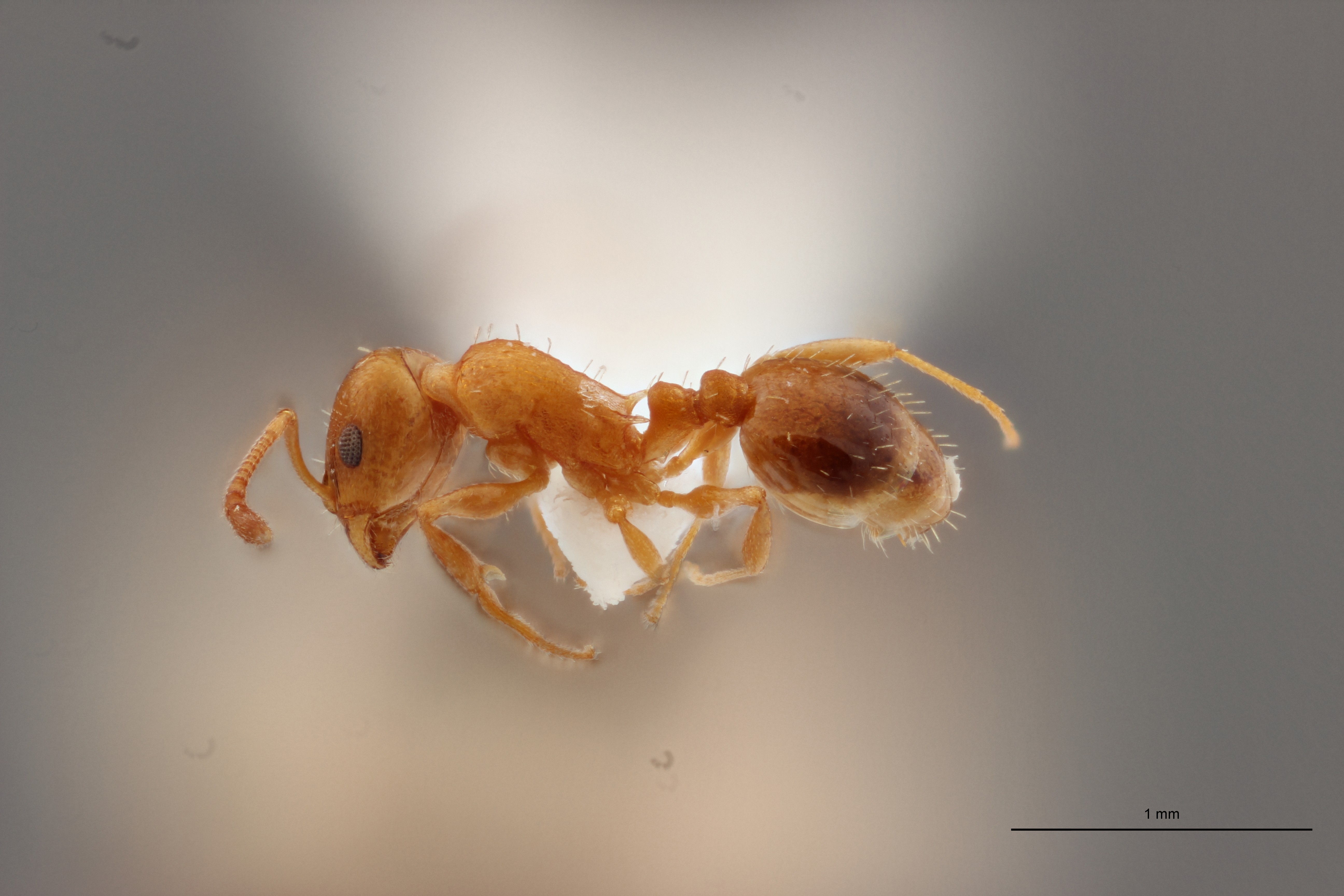 B003 Leptothorax racovitzai Lateral ZS PMax.jpg