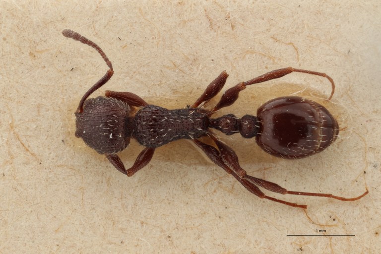 B072 Leptothorax rottenbergi scabriosus Dorsal ZS PMax.jpg B072 Leptothorax rottenbergi scabriosus Dorsal ZS PMax.jpg