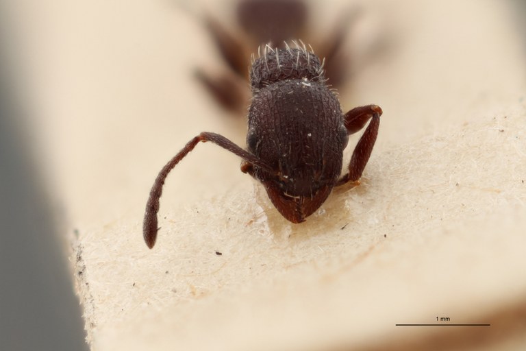 B072 Leptothorax rottenbergi scabriosus Frontal ZS PMax.jpg B072 Leptothorax rottenbergi scabriosus Frontal ZS PMax.jpg