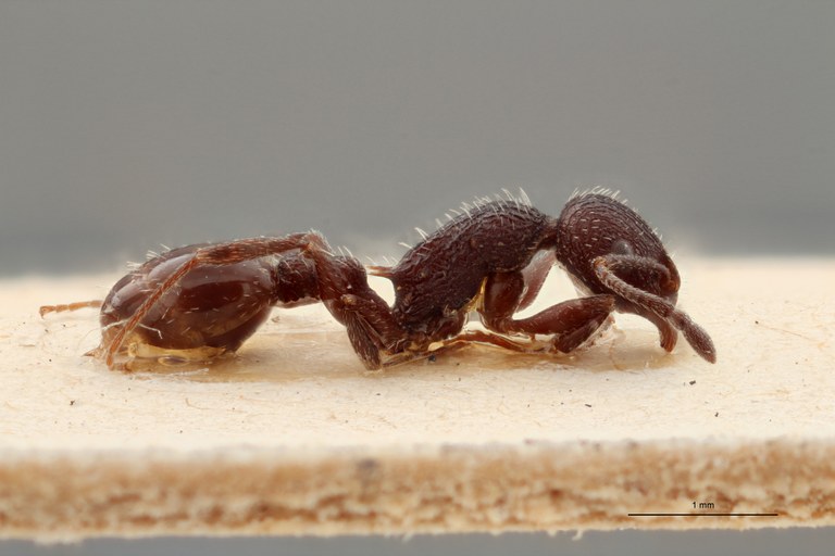 B072 Leptothorax rottenbergi scabriosus Lateral ZS PMax.jpg B072 Leptothorax rottenbergi scabriosus Lateral ZS PMax.jpg