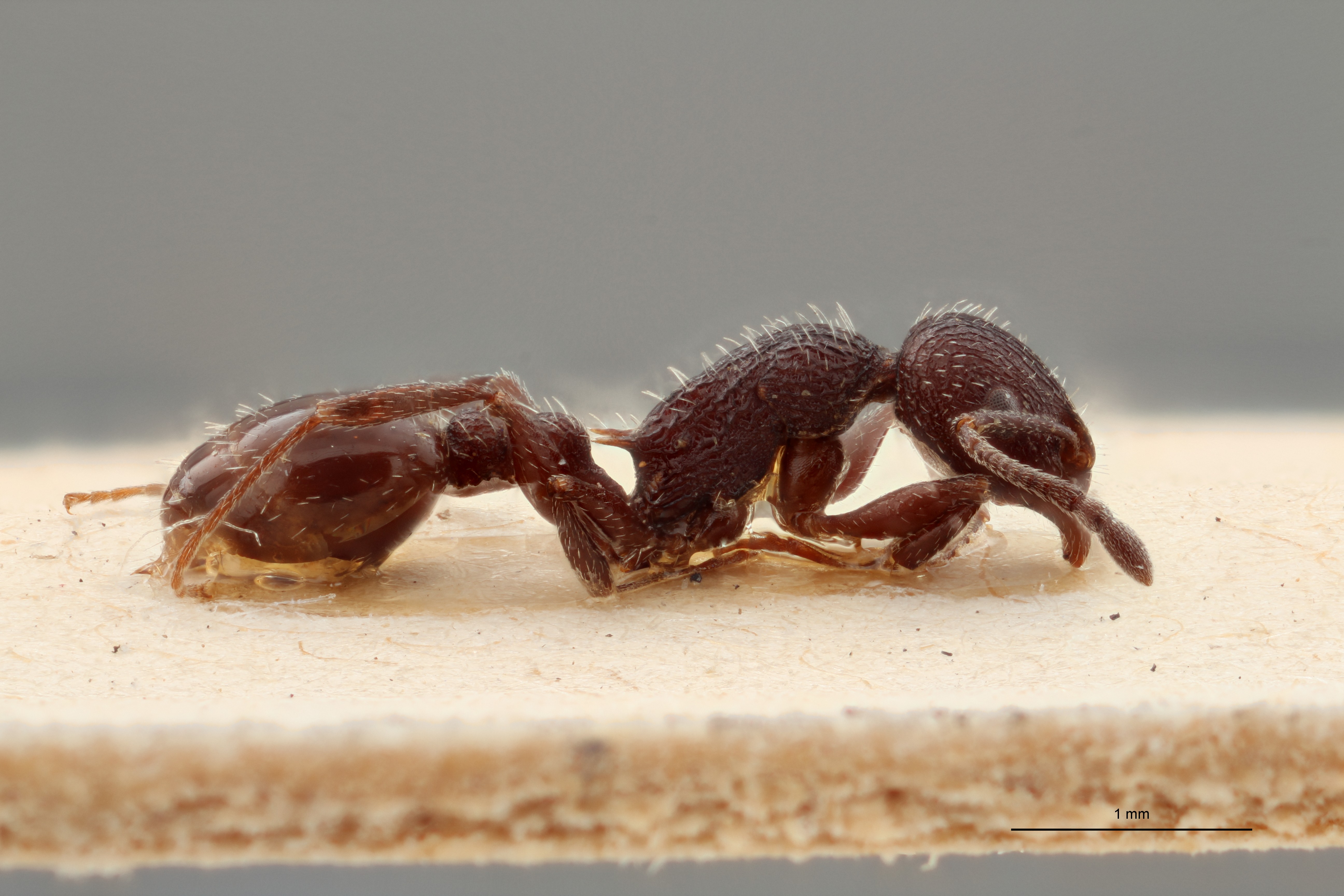 B072 Leptothorax rottenbergi scabriosus Lateral ZS PMax.jpg