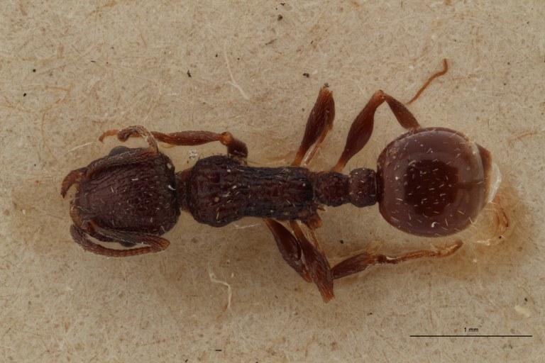 B073 Leptothorax rottenbergi scabriosus var. irregularis Dorsal ZS PMax.jpg B073 Leptothorax rottenbergi scabriosus var. irregularis Dorsal ZS PMax.jpg