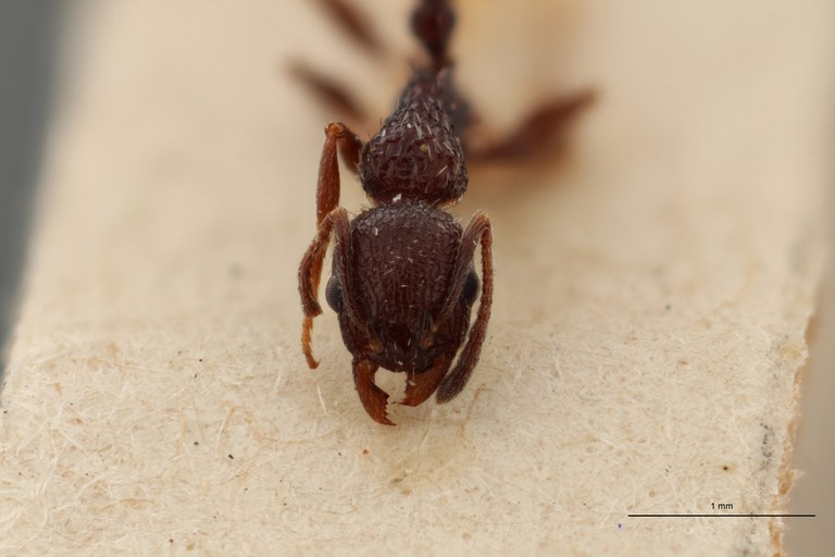 B073 Leptothorax rottenbergi scabriosus var. irregularis Front ZS PMax.jpg B073 Leptothorax rottenbergi scabriosus var. irregularis Front ZS PMax.jpg