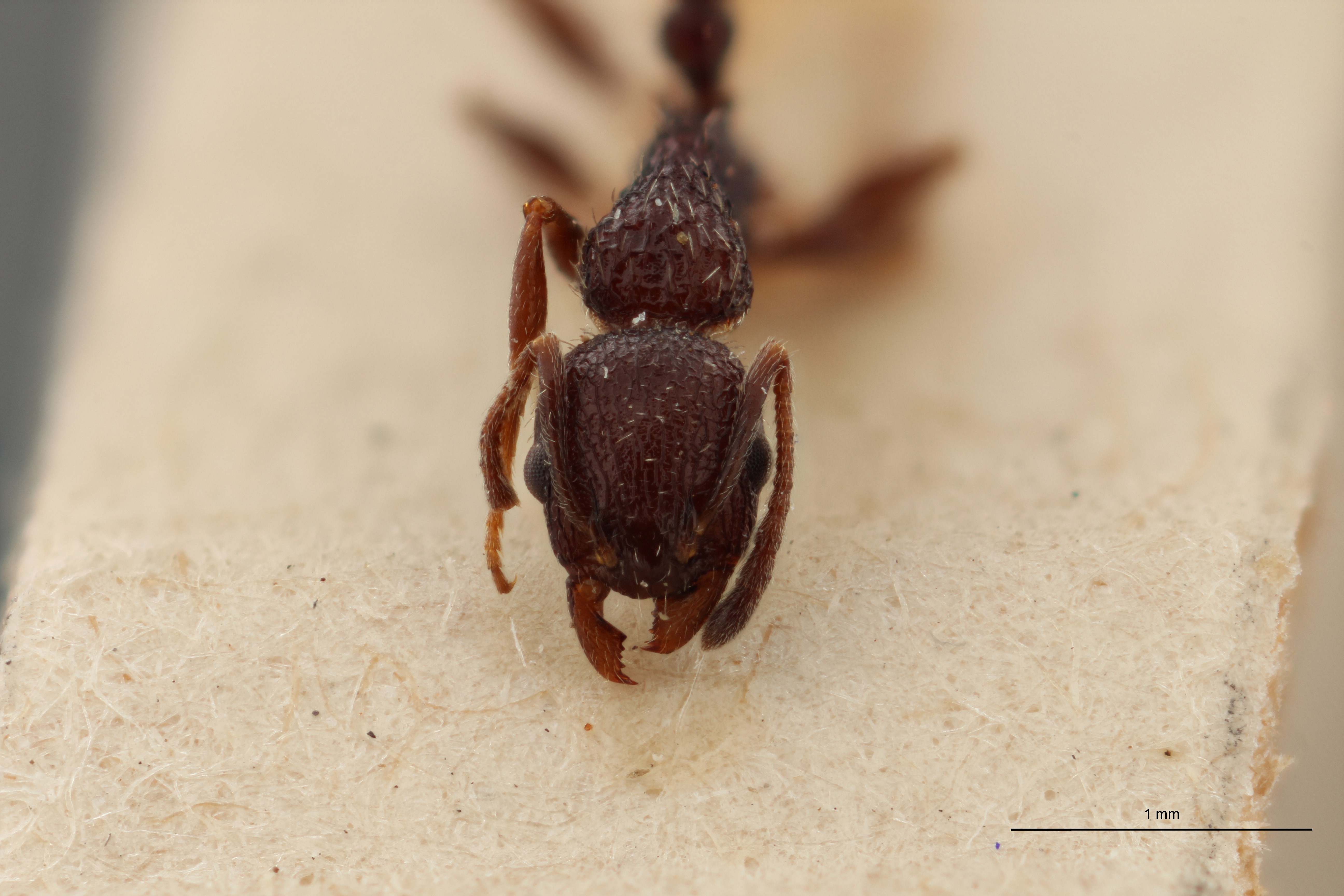 B073 Leptothorax rottenbergi scabriosus var. irregularis Front ZS PMax.jpg