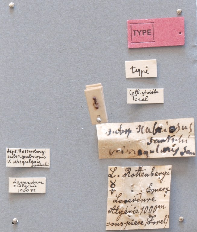 B073 Leptothorax rottenbergi scabriosus var. irregularis Labels.JPG B073 Leptothorax rottenbergi scabriosus var. irregularis Labels.JPG
