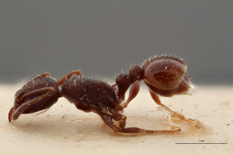 B073 Leptothorax rottenbergi scabriosus var. irregularis Later ZS PMax.jpg B073 Leptothorax rottenbergi scabriosus var. irregularis Later ZS PMax.jpg