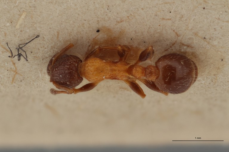 B074 Leptothorax rottenbergi var. balcanica Dorsal ZS PMax.jpg B074 Leptothorax rottenbergi var. balcanica Dorsal ZS PMax.jpg