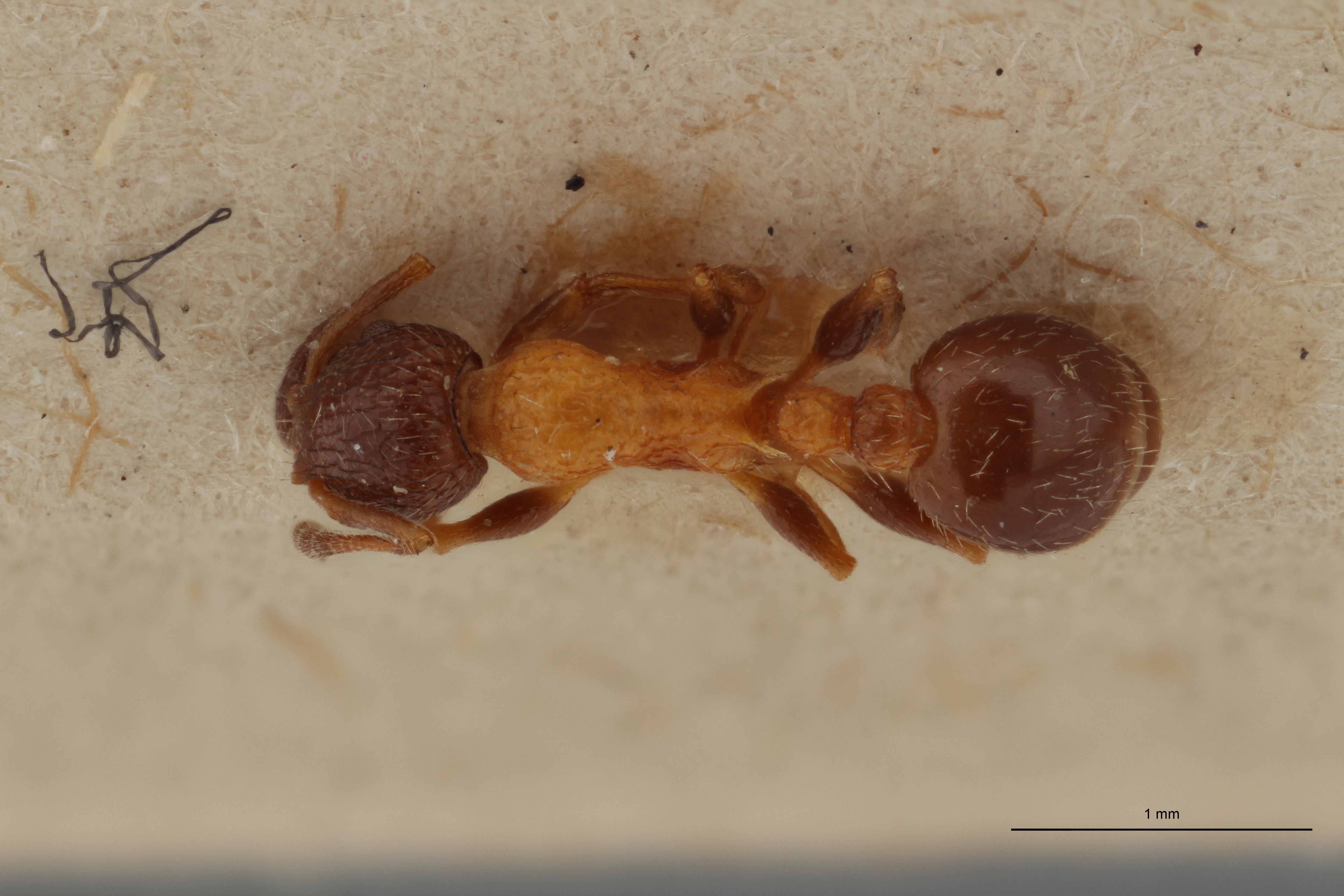 B074 Leptothorax rottenbergi var. balcanica Dorsal ZS PMax.jpg