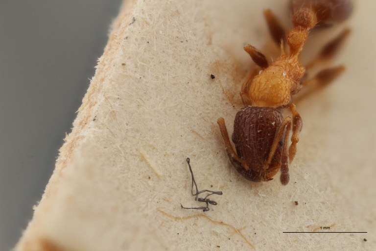 B074 Leptothorax rottenbergi var. balcanica Frontal ZS PMax.jpg B074 Leptothorax rottenbergi var. balcanica Frontal ZS PMax.jpg