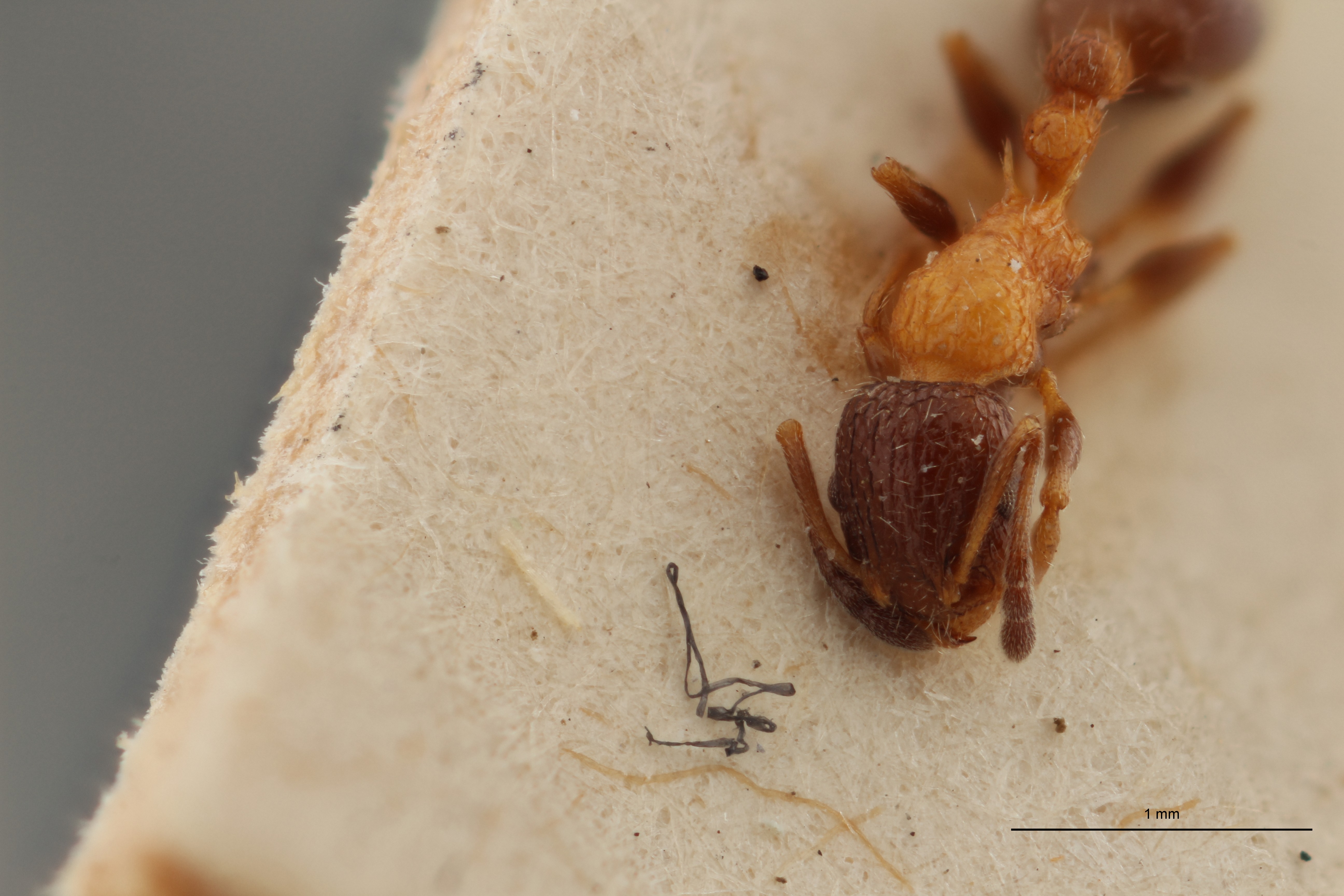 B074 Leptothorax rottenbergi var. balcanica Frontal ZS PMax.jpg