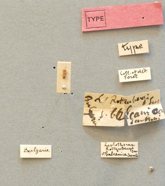 B074 Leptothorax rottenbergi var. balcanica Labels.JPG B074 Leptothorax rottenbergi var. balcanica Labels.JPG