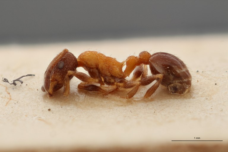 B074 Leptothorax rottenbergi var. balcanica Lateral ZS PMax.jpg B074 Leptothorax rottenbergi var. balcanica Lateral ZS PMax.jpg