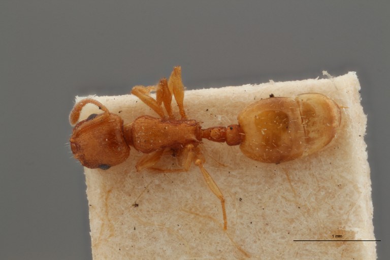 B066 Leptothorax tristis Dorsal ZS PMax.jpg B066 Leptothorax tristis Dorsal ZS PMax.jpg