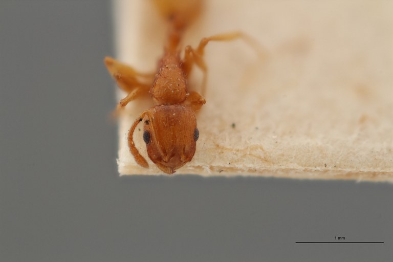 B066 Leptothorax tristis Frontal ZS PMax.jpg B066 Leptothorax tristis Frontal ZS PMax.jpg