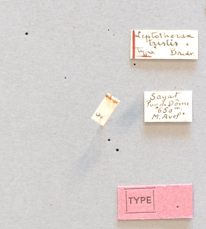 B066 Leptothorax tristis Labels.JPG B066 Leptothorax tristis Labels.JPG