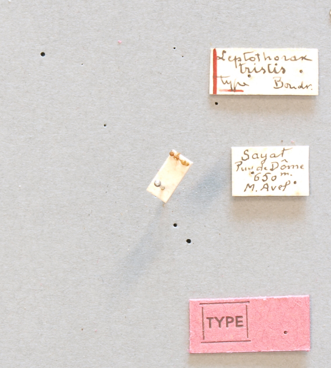B066 Leptothorax tristis Labels.JPG