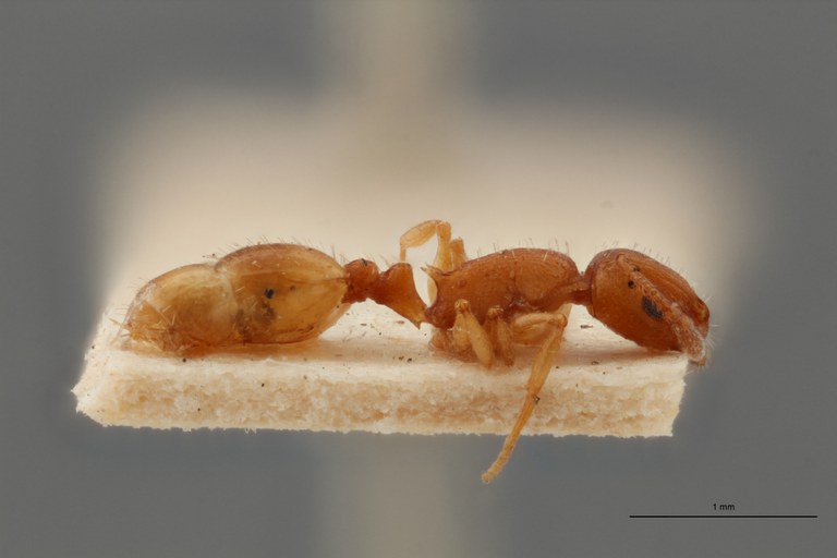 B066 Leptothorax tristis Lateral ZS PMax.jpg B066 Leptothorax tristis Lateral ZS PMax.jpg