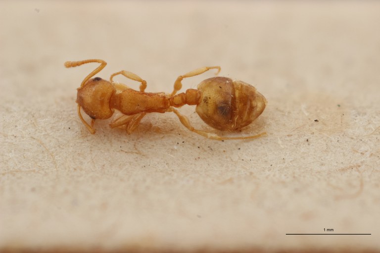 B007 Leptothorax tuberum tebessae Dorsal PMax.jpg B007 Leptothorax tuberum tebessae Dorsal PMax.jpg