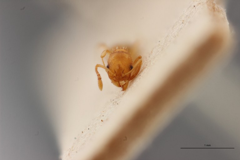 B007 Leptothorax tuberum tebessae Frontal ZS PMax.jpg B007 Leptothorax tuberum tebessae Frontal ZS PMax.jpg