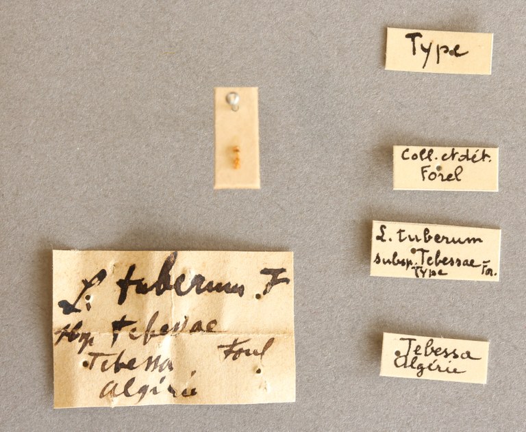 B007 Leptothorax tuberum tebessae Labels.JPG B007 Leptothorax tuberum tebessae Labels.JPG