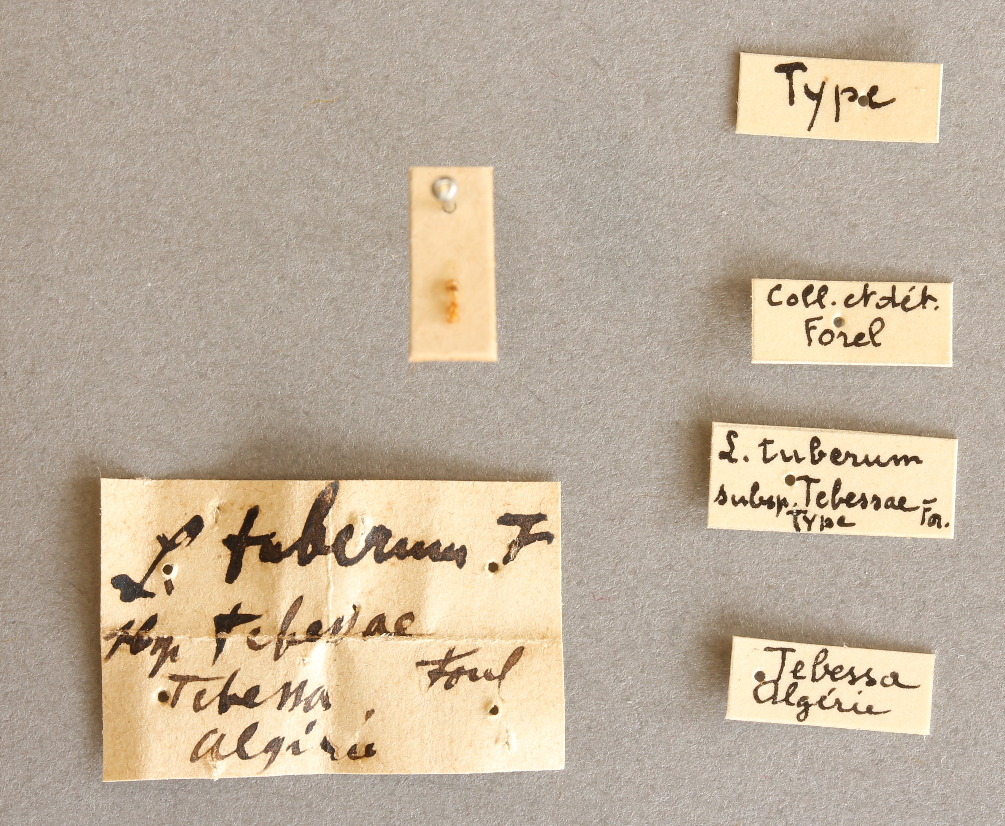 B007 Leptothorax tuberum tebessae Labels.JPG