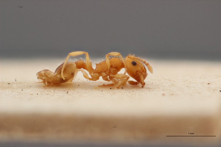 B007 Leptothorax tuberum tebessae Lateral PMax.jpg B007 Leptothorax tuberum tebessae Lateral PMax.jpg