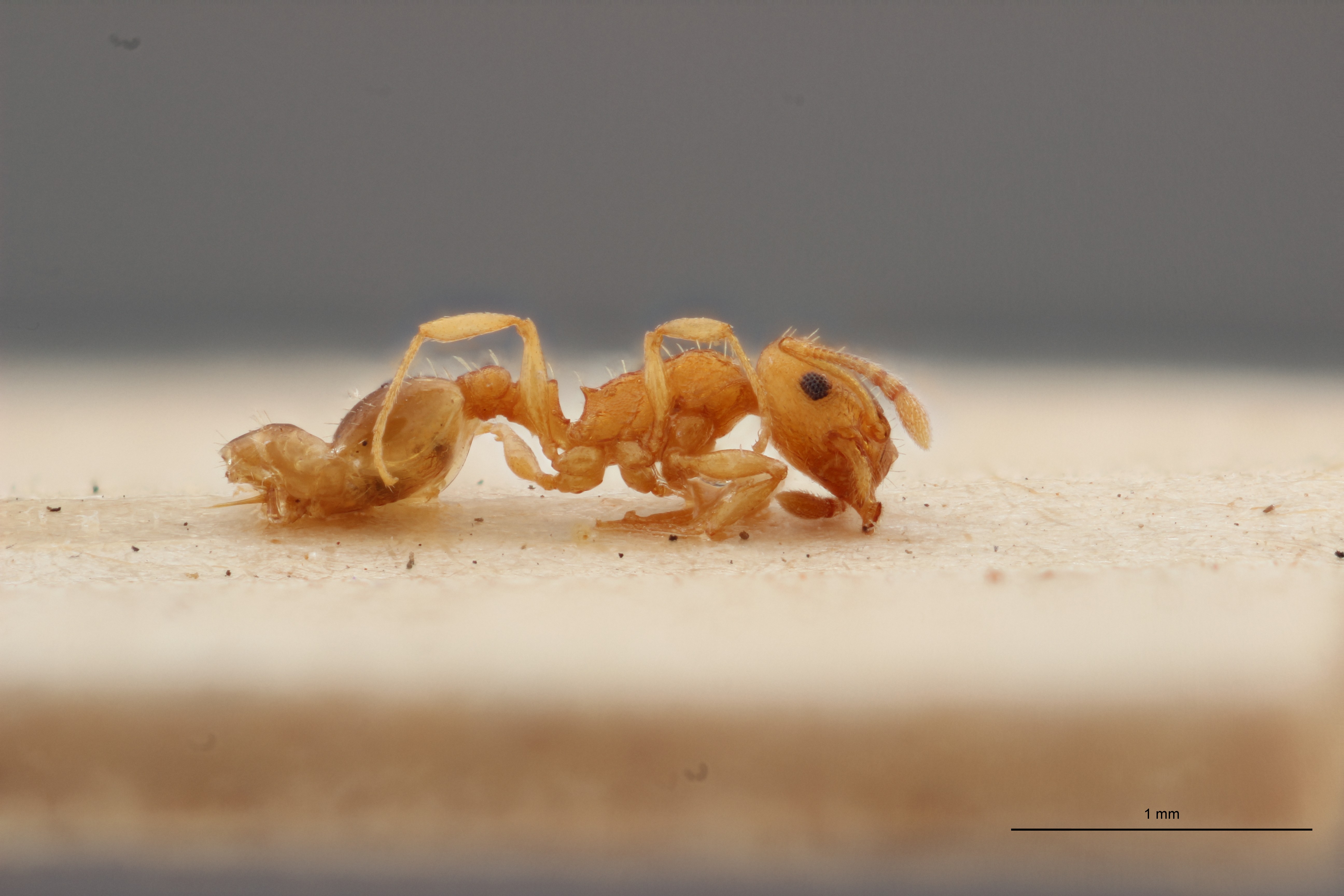 B007 Leptothorax tuberum tebessae Lateral PMax.jpg