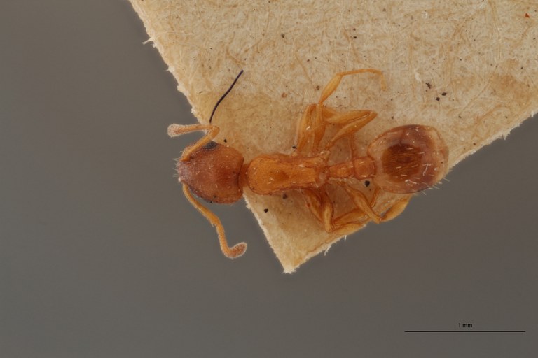 B068 Leptothorax tuberum var. tuberointerruptus Dorsal ZS PMax.jpg B068 Leptothorax tuberum var. tuberointerruptus Dorsal ZS PMax.jpg