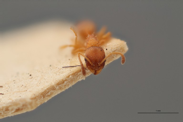 B068 Leptothorax tuberum var. tuberointerruptus Frontal ZS PMax.jpg B068 Leptothorax tuberum var. tuberointerruptus Frontal ZS PMax.jpg