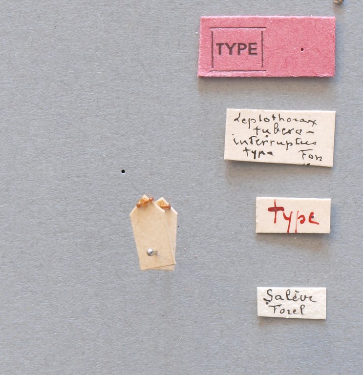 B068 Leptothorax tuberum var. tuberointerruptus Labels.JPG B068 Leptothorax tuberum var. tuberointerruptus Labels.JPG