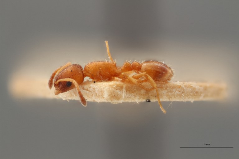 B068 Leptothorax tuberum var. tuberointerruptus Lateral ZS PMax.jpg B068 Leptothorax tuberum var. tuberointerruptus Lateral ZS PMax.jpg