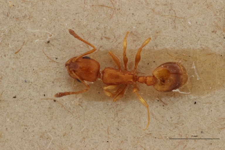 B006 Leptothorax tuberum spinosus var. nivalis Dorsal PMax.jpg B006 Leptothorax tuberum spinosus var. nivalis Dorsal PMax.jpg
