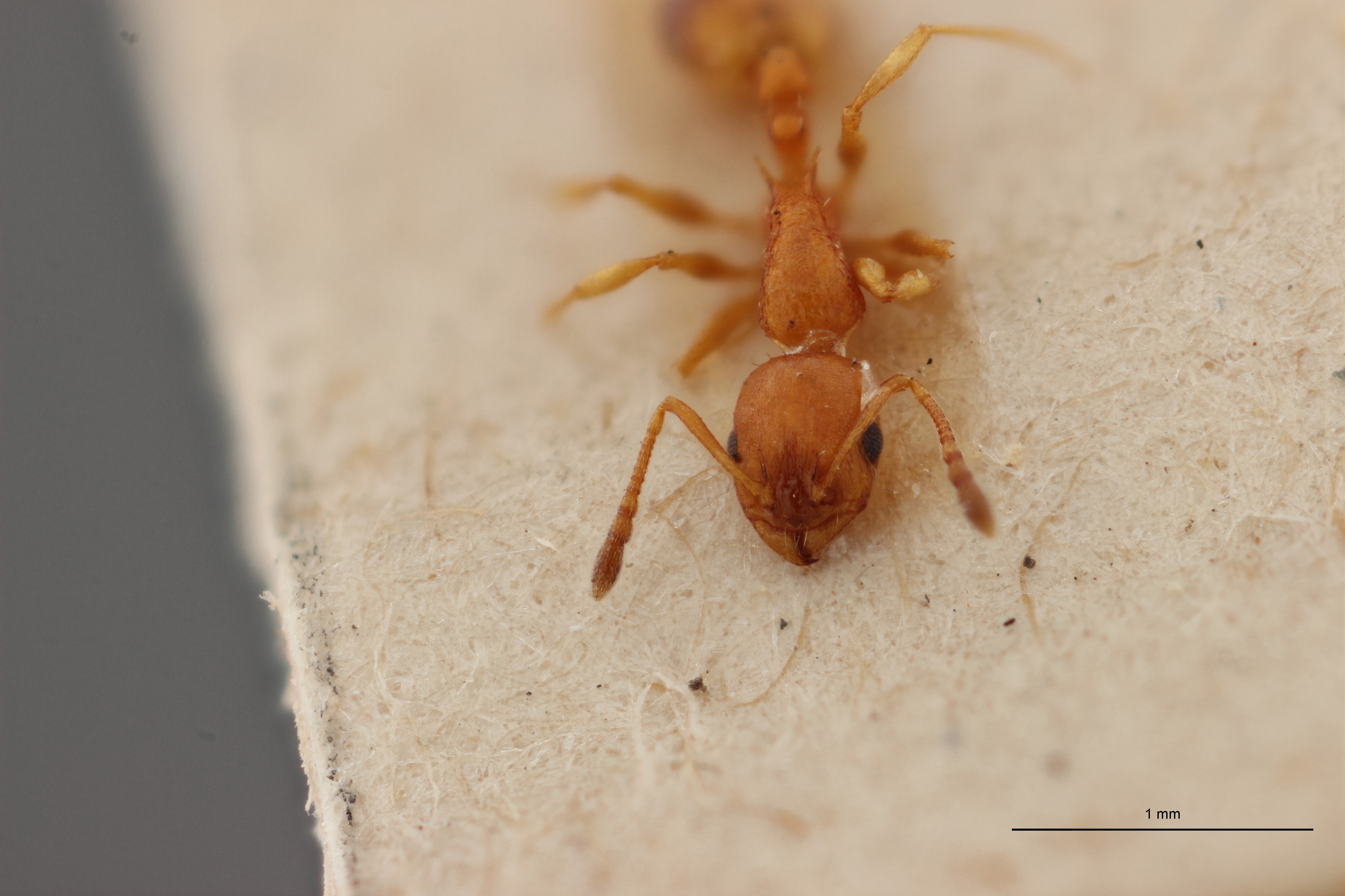 B006 Leptothorax tuberum spinosus var. nivalis Frontal ZS PMax.jpg