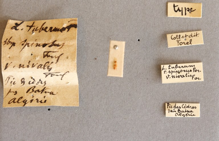 B006 Leptothorax tuberum spinosus var. nivalis Labels.JPG B006 Leptothorax tuberum spinosus var. nivalis Labels.JPG