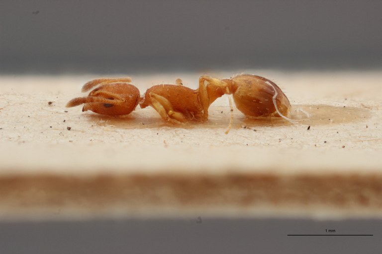 B006 Leptothorax tuberum spinosus var. nivalis Lateral-PMax.jpg B006 Leptothorax tuberum spinosus var. nivalis Lateral-PMax.jpg