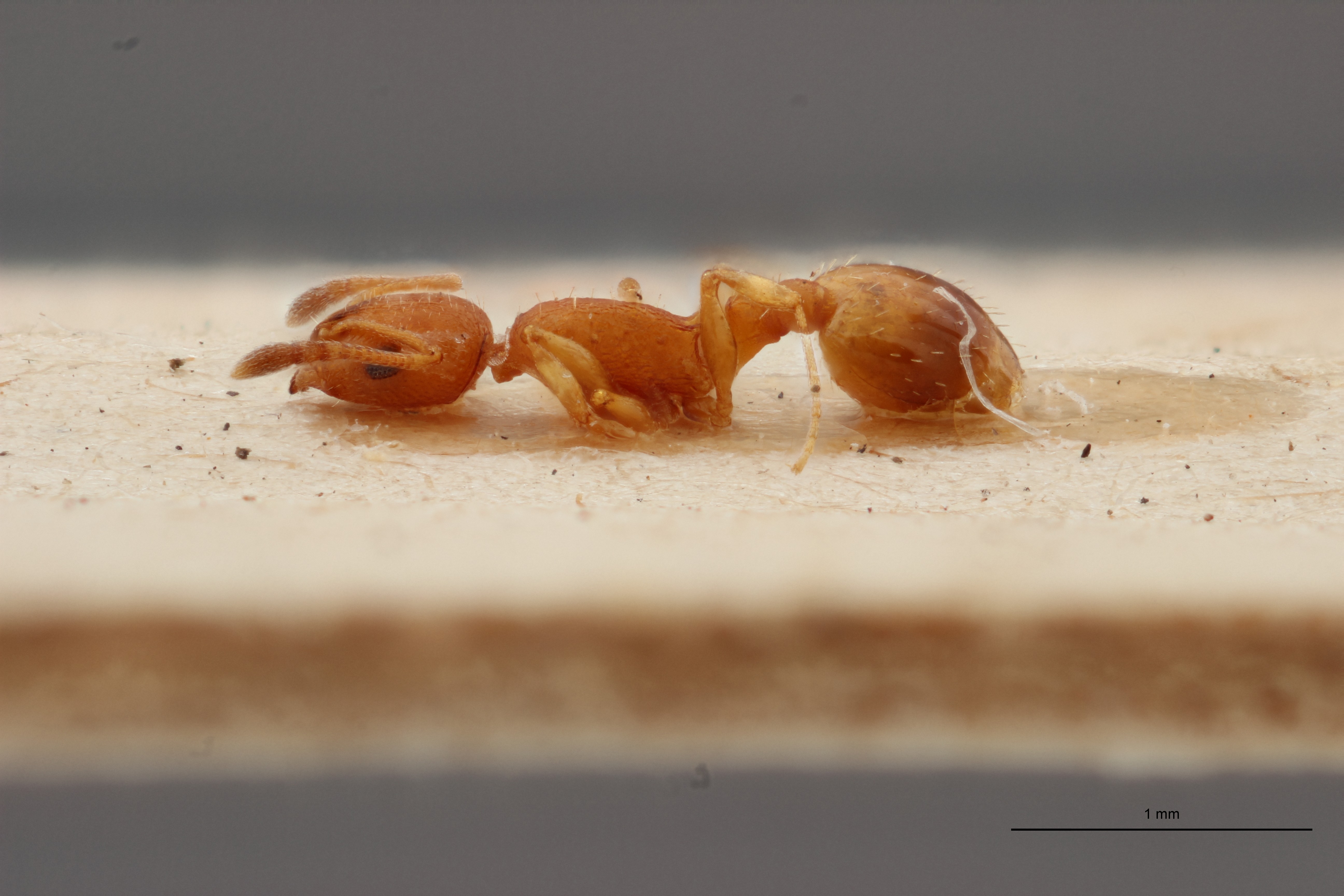 B006 Leptothorax tuberum spinosus var. nivalis Lateral-PMax.jpg