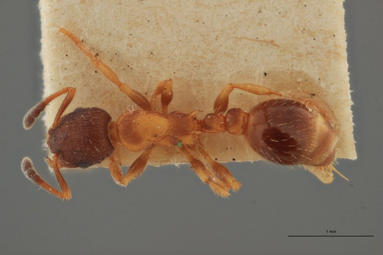 B011 Leptothorax vandeli Dorsal ZS PMax.jpg