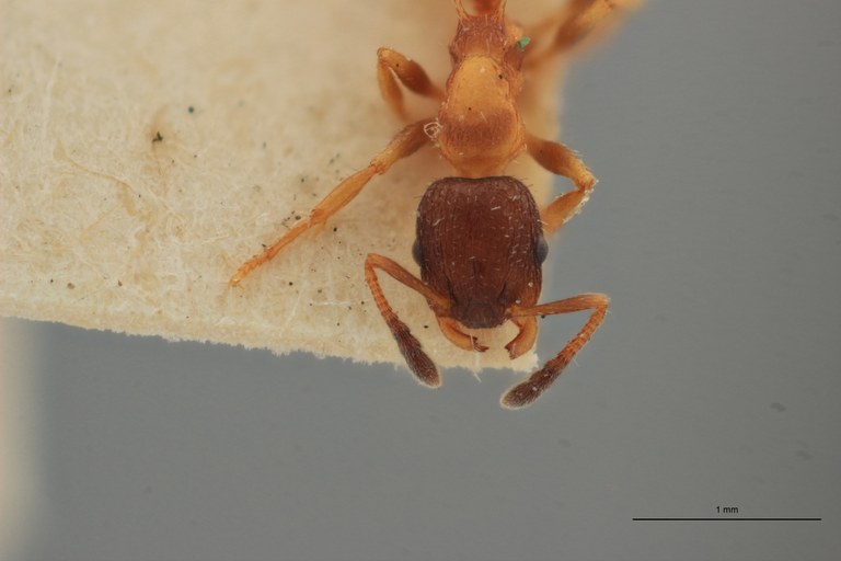 B011 Leptothorax vandeli Frontal ZS PMax.jpg