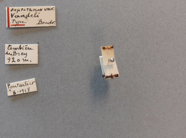 B011 Leptothorax vandeli Labels.jpg